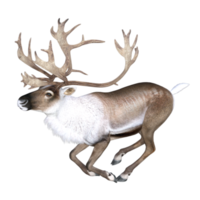 cerf isolé rendu 3d png