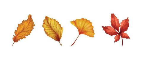 Watercolor Realistic Autumn Leaves Collection 04 vector