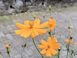 Cosmos Sulfureus flower orange in color with tree trunks in the background photo