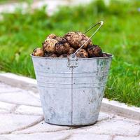 Metal bucket full of fresh potatoes