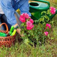mujer jardinera plantando un retoño de rosa roja foto