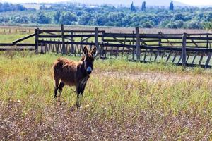 Donkey in a field photo