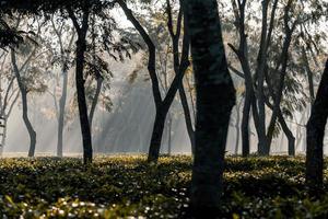 The sunrise as it rises in the foggy morning of winter at tea garden photo