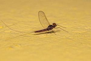 Adult Male Mayfly Insect photo