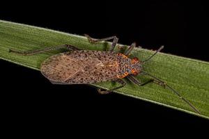 Adult Soapberry Bug photo