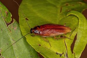 Adult Wood Cockroach photo