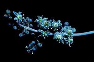 Ambarella Tree Flower under ultraviolet light of flashlight photo