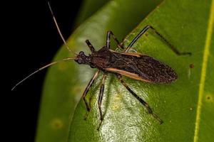 Adult Assassin Bug photo