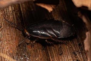 Giant Cockroach Nymph photo