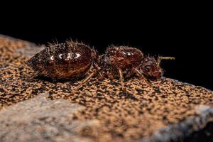 Adult Female Cocktail Ant Queen photo