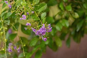 Skyflower Purple Flowers photo