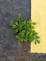 Philippine Spinach Plant photo