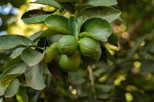 Small Lemon Fruit photo