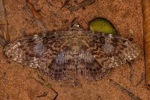 Adult Moth Insect photo