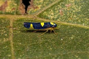 Adult Small Sharpshooter Insect photo