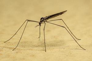 Adult Limoniid Crane Fly photo