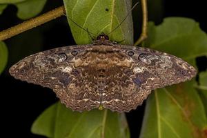 Adult Moth Insect photo