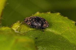 Adult Turtle Beetle photo