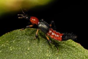 escarabajo adulto del latigazo foto