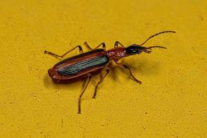 Adult Ground Beetle photo