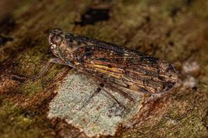 Adult Small Planthopper Insect photo