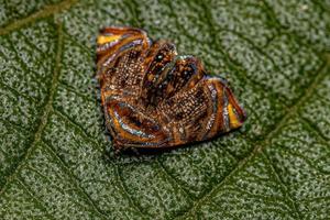 Adult Tortricine Leafroller Moth photo