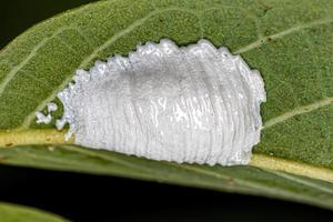 Brochosomes for eggs of insects photo