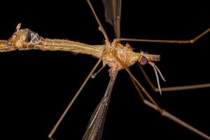 Adult Limoniid Crane Fly photo