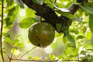 árbol de calabaza con enfoque selectivo foto