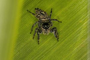 Small Jumping Spider photo