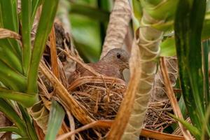 Ruddy Ground Dove photo