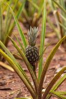 planta de fruta de piña foto