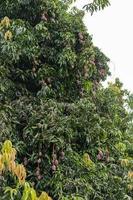 árbol de mango con frutas foto