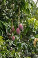 Mango tree with fruits photo