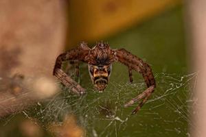 Small Orbweaver Spider photo