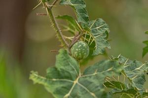 Small Nightshade Plant photo