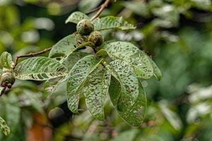 Leaves eaten by pest insects photo