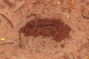 Small grained anthill entrance photo