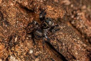 Small jumping spider photo