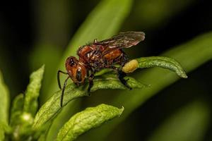 abeja sin aguijón hembra adulta foto