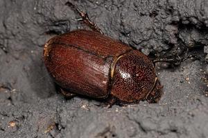 Adult Female Rhinoceros Beetle photo