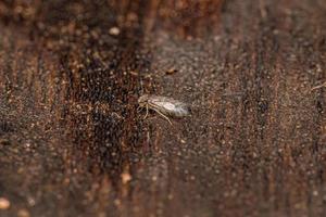 Adult Scaly winged Barklice Insect photo