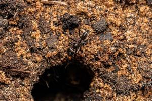 Adult Pyramid Ants photo