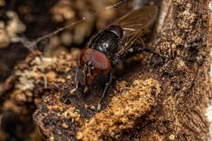 Adult Hover Fly photo