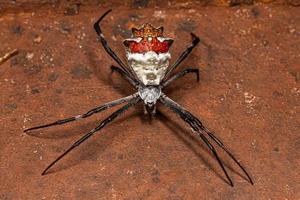 Adult Female Silver Garden Orbweaver photo