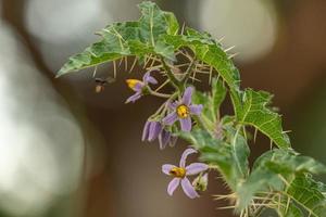 Small Nightshade Plant photo