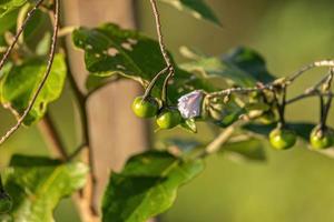 flowering plant commonly known as jurubeba photo