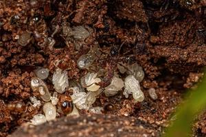hormigas banderín bicolores adultas con larvas foto