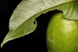 hojas de los árboles de mombins con daños por insectos moscas blancas foto