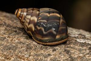 Common Land Snail photo